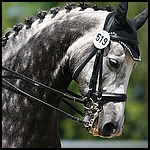 Royal Venture / EQuinka 