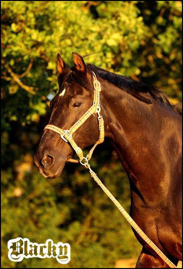Blacky_2_