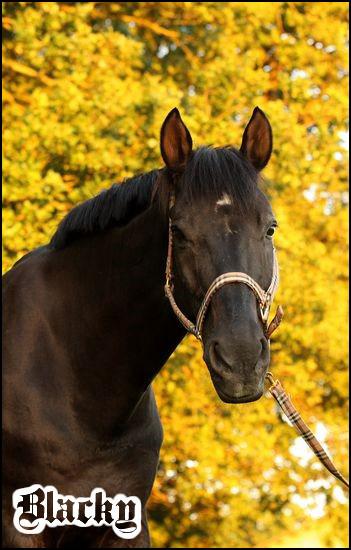 Blacky_3_