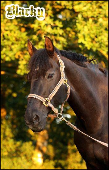 Blacky_6_