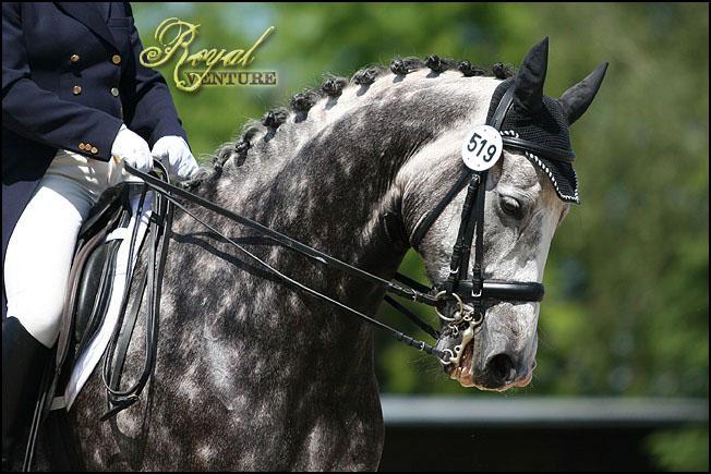 Royal Venture / EQuinka 4