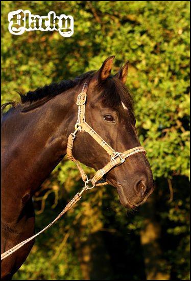 Blacky_11_