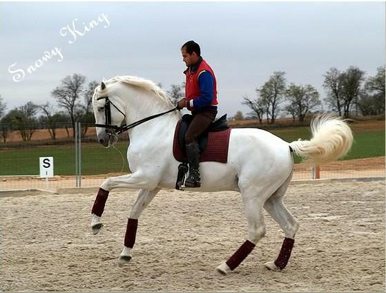 snowy_king